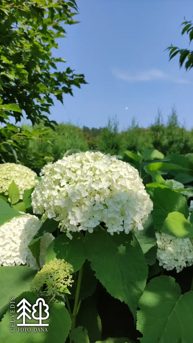 Hydrangea arborescens   'Annabelle'